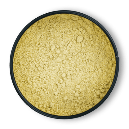 Runde schwarze Dosis Bio-Asafoetida mit fein gemahlenem, gelbem Gewürz namens Teufelsdreck.